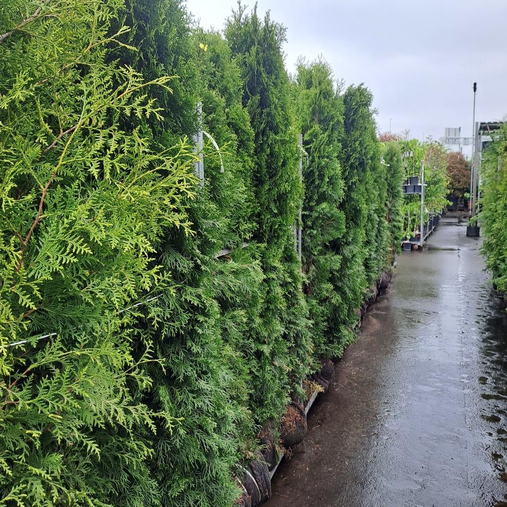 Coniferen Thuja Smaragd, Brabant, Gelderland & Leylandi, Tuin en Terras, Volle zon, Vaste plant, Bloeit niet, Ophalen