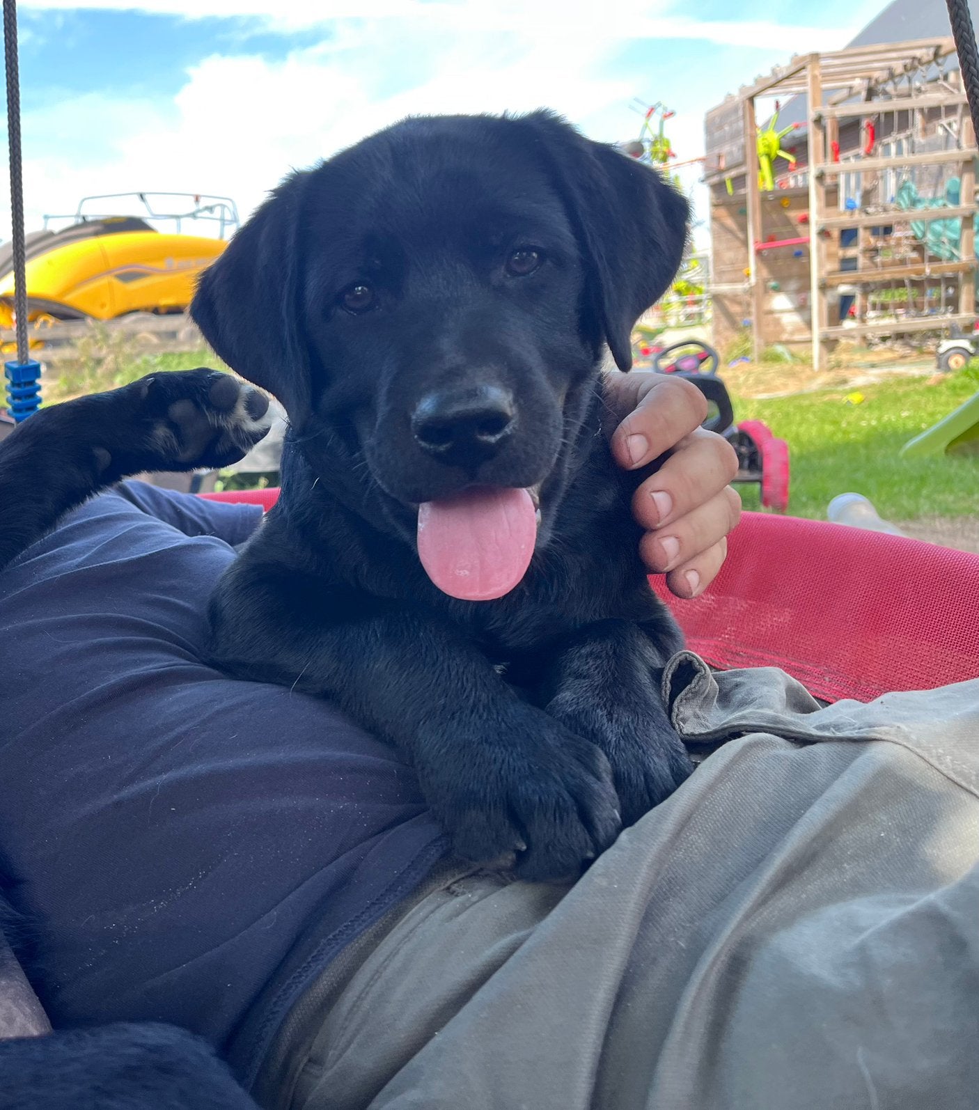Knappe Pups kruising labrador mogen meteen weg!, 8 tot 15 weken, Labrador retriever, Meerdere, Meerdere dieren