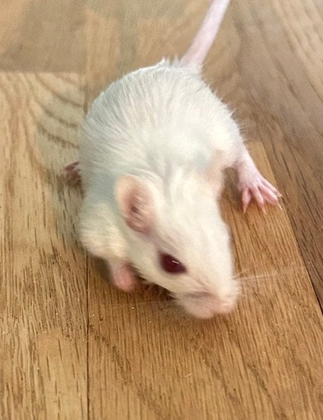 Te koop gerbils diverse kleuren, Maart, Meerdere dieren, Overige typen