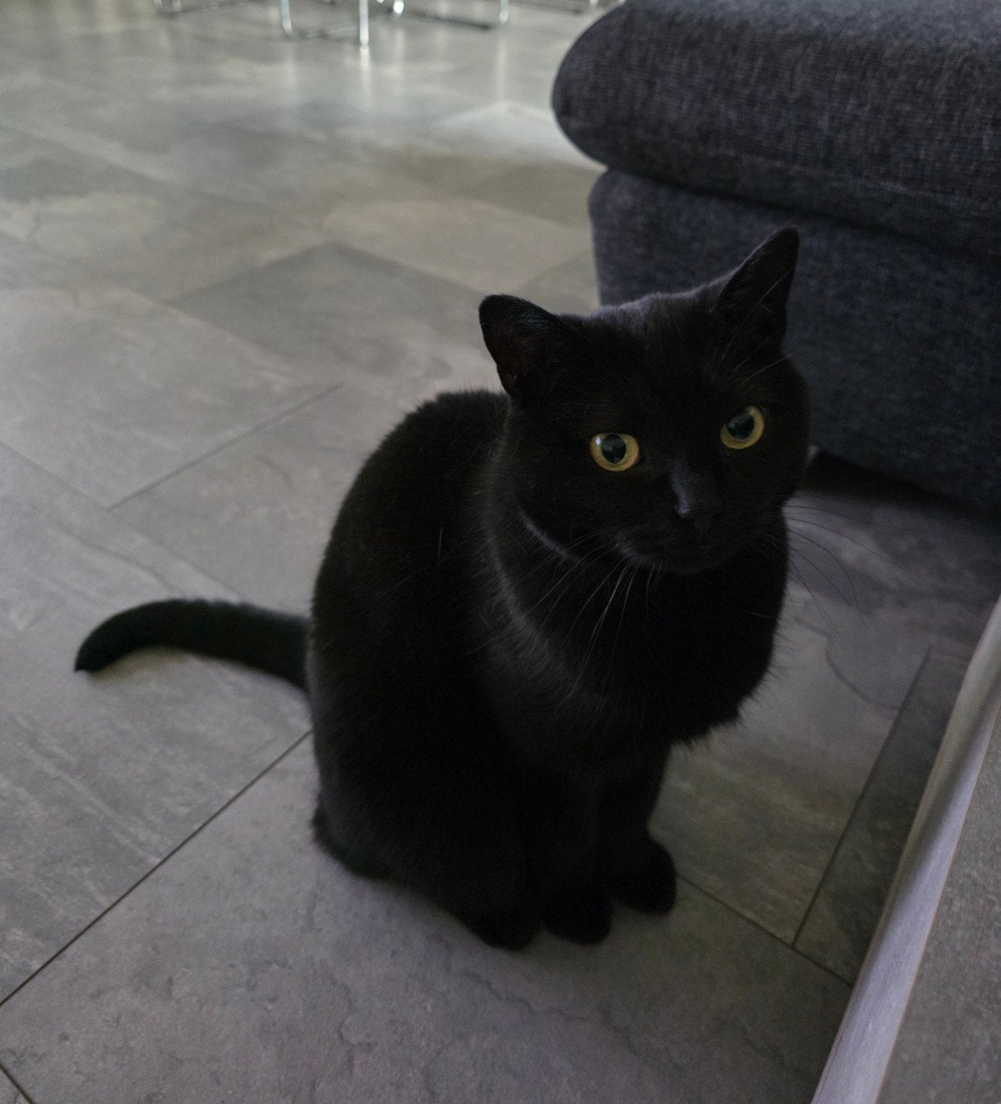 Poes te koop, Poes, Kortharig, 6 jaar of ouder