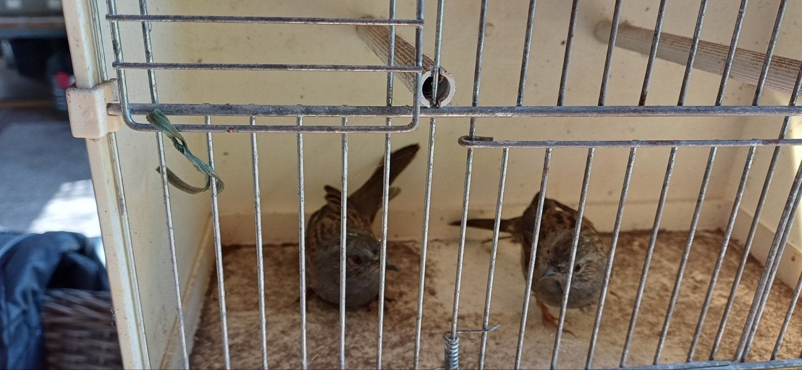 Europese vogels., Dieren en Toebehoren, Meerdere dieren, Wildzangvogel, Geringd