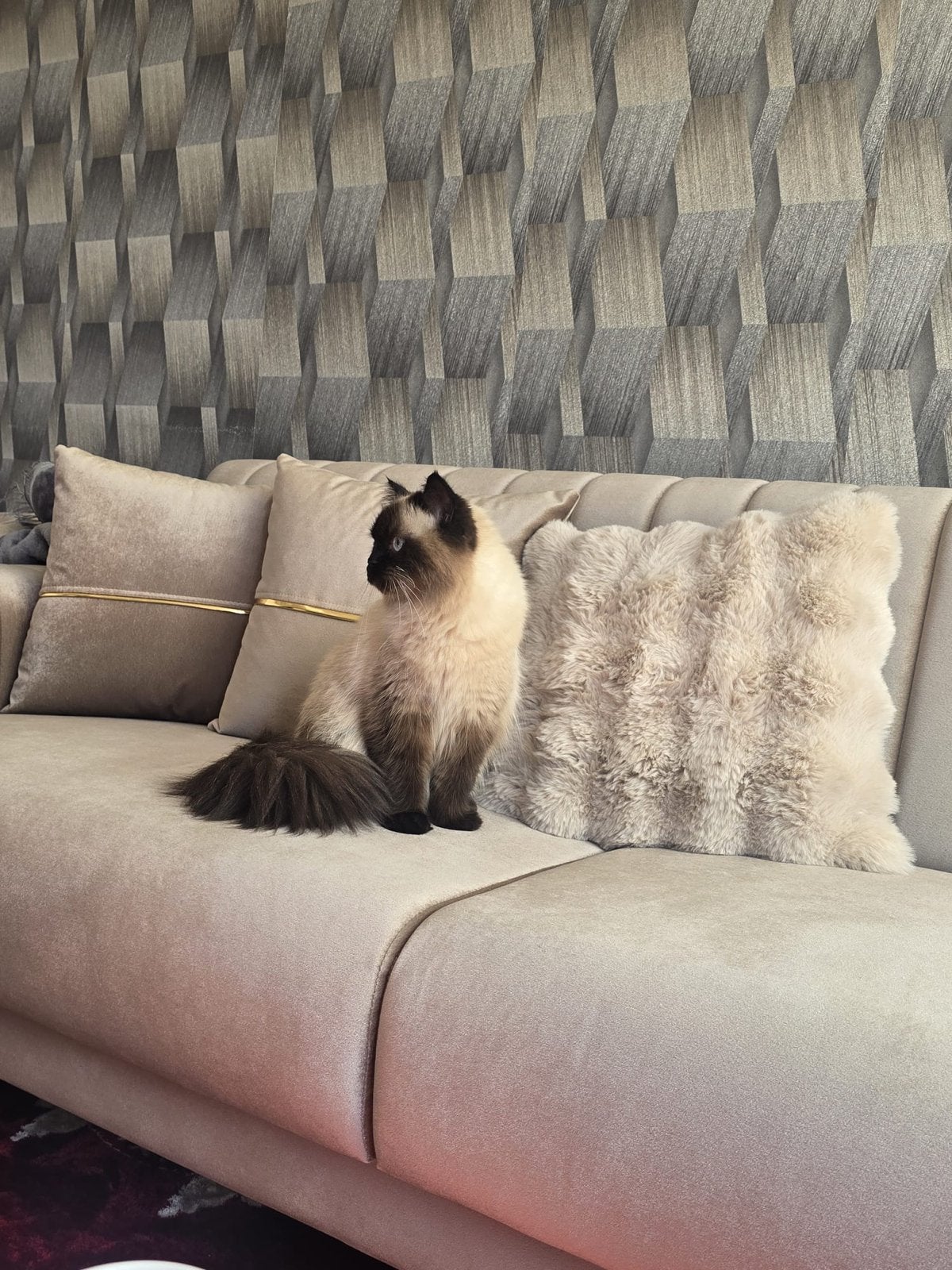 Kat himalaya, Poes, Langharig, 0 tot 2 jaar