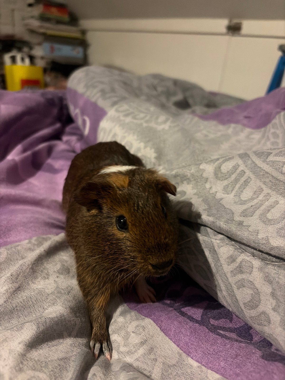 Mooie cavias te koop, Dieren en Toebehoren, Cavia, Augustus, Vrouwelijk, Tam