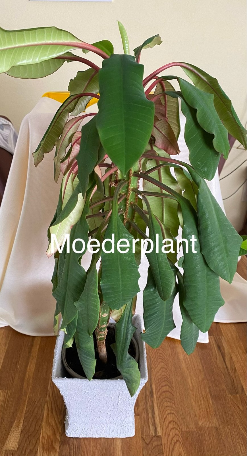 Madagascar Jewel (Spugende Palm) niet de moederplant, Ophalen, Vetplant, Halfschaduw, In pot