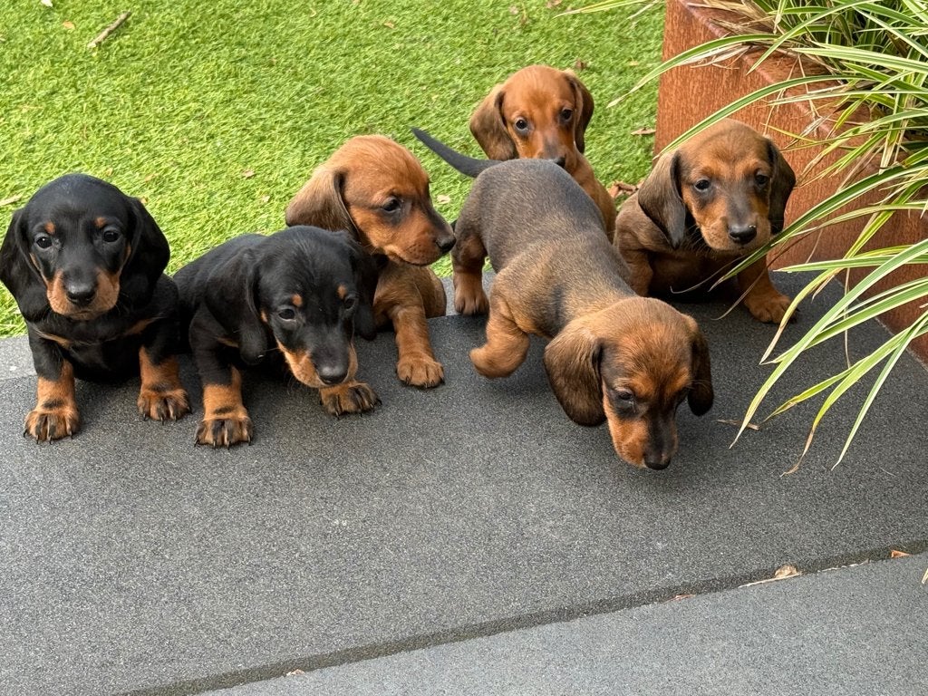 Teckelpups kortharig met stamboom, Standaard, CDV (hondenziekte), 8 tot 15 weken, Korthaar