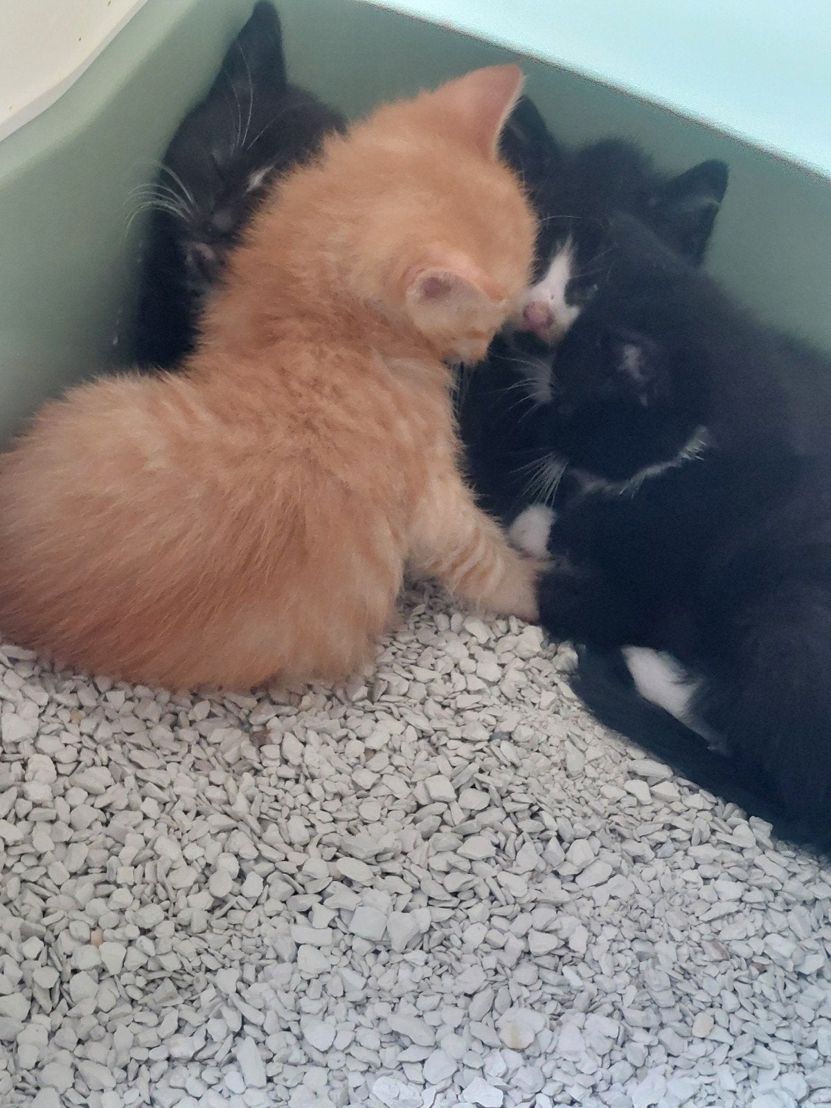 Kittens, Dieren en Toebehoren, Katten en Kittens | Overige Katten, Meerdere dieren