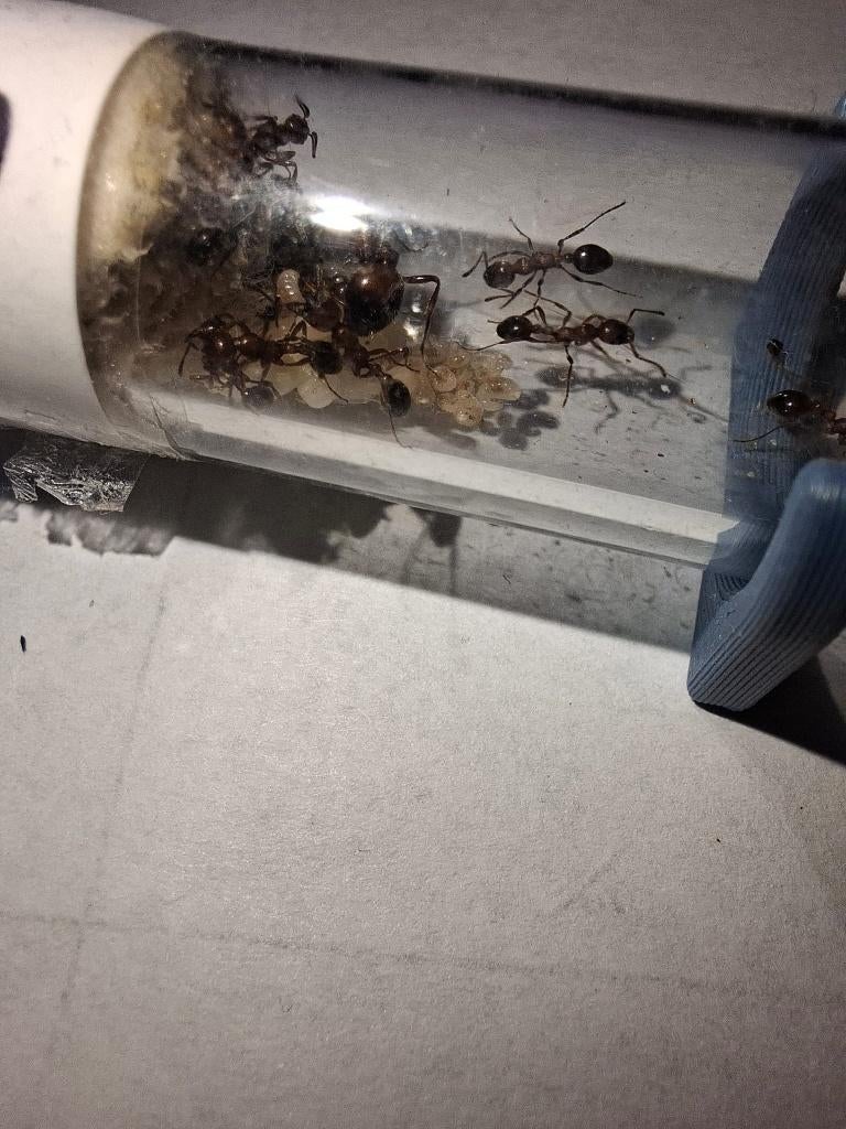 Manica Rubida | Mier | Ant | Queen | 20-30 Werksters, Dieren en Toebehoren, Mieren