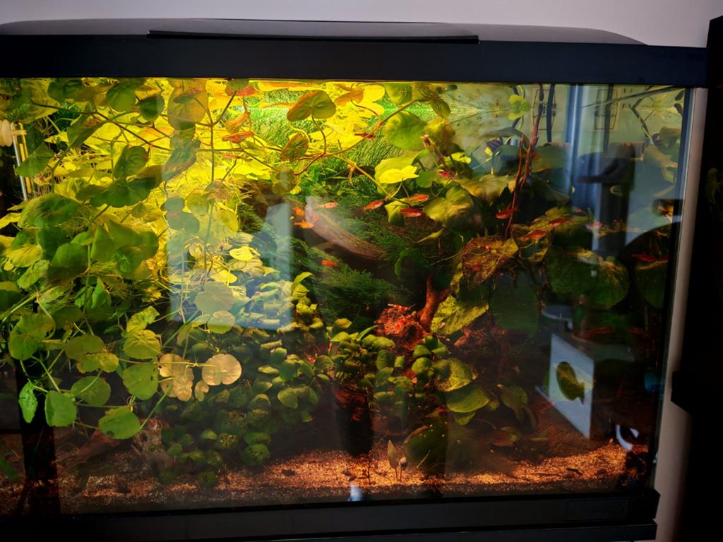 Waterplanten voor aquarium of vijver, Dieren en Toebehoren, Ophalen of Verzenden, Nieuw, Plant(en), Steen of Hout