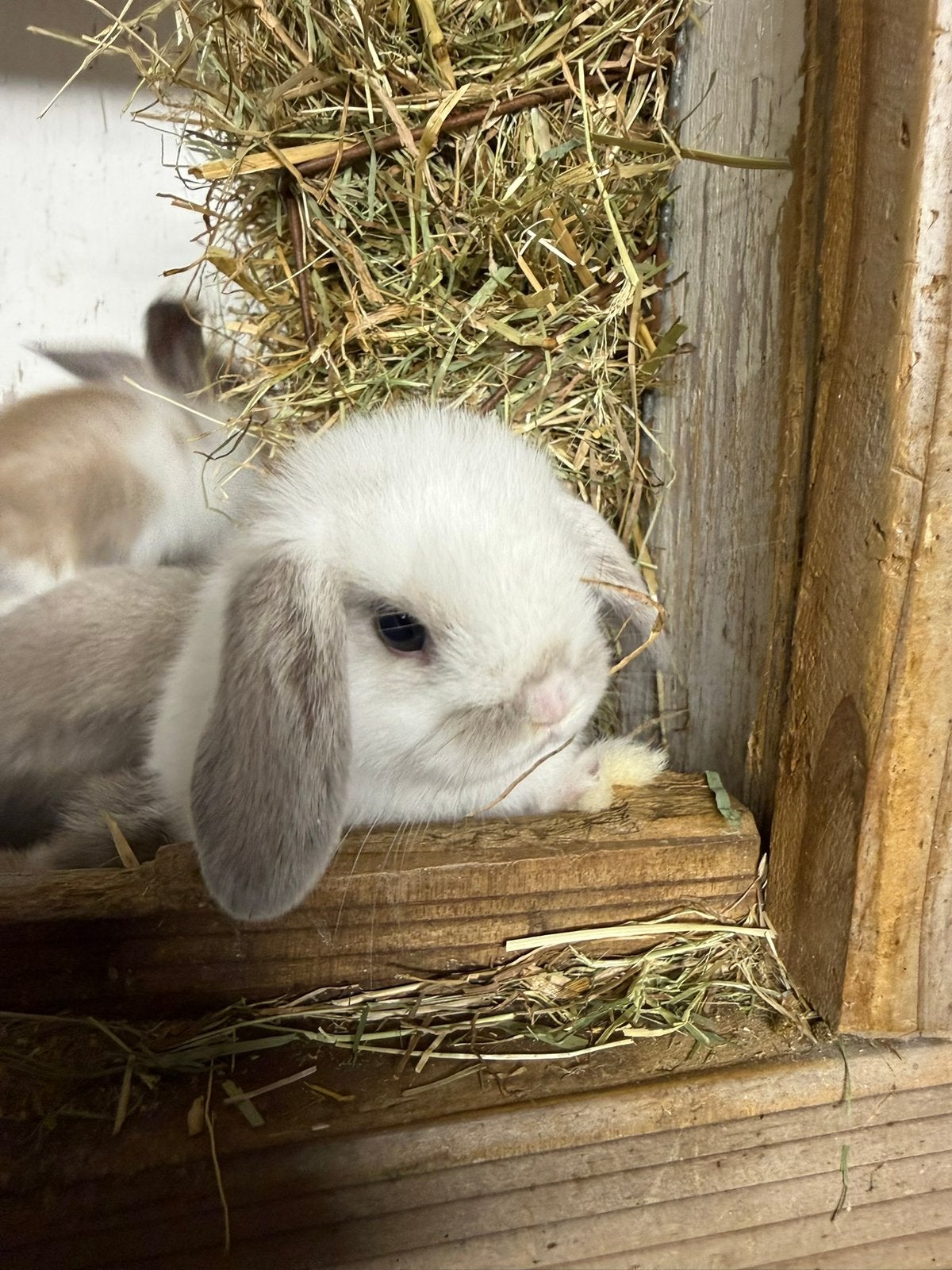 Prachtige Ned. Hangoor Dwergkonijntjes/Minilop te koop!!, Meerdere dieren, Dwerg, Hangoor, 0 tot 2 jaar