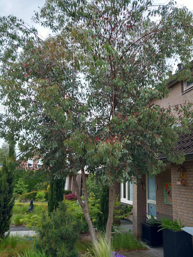 Eucalyptus takken gratis, Ophalen, Overige soorten, Volle zon