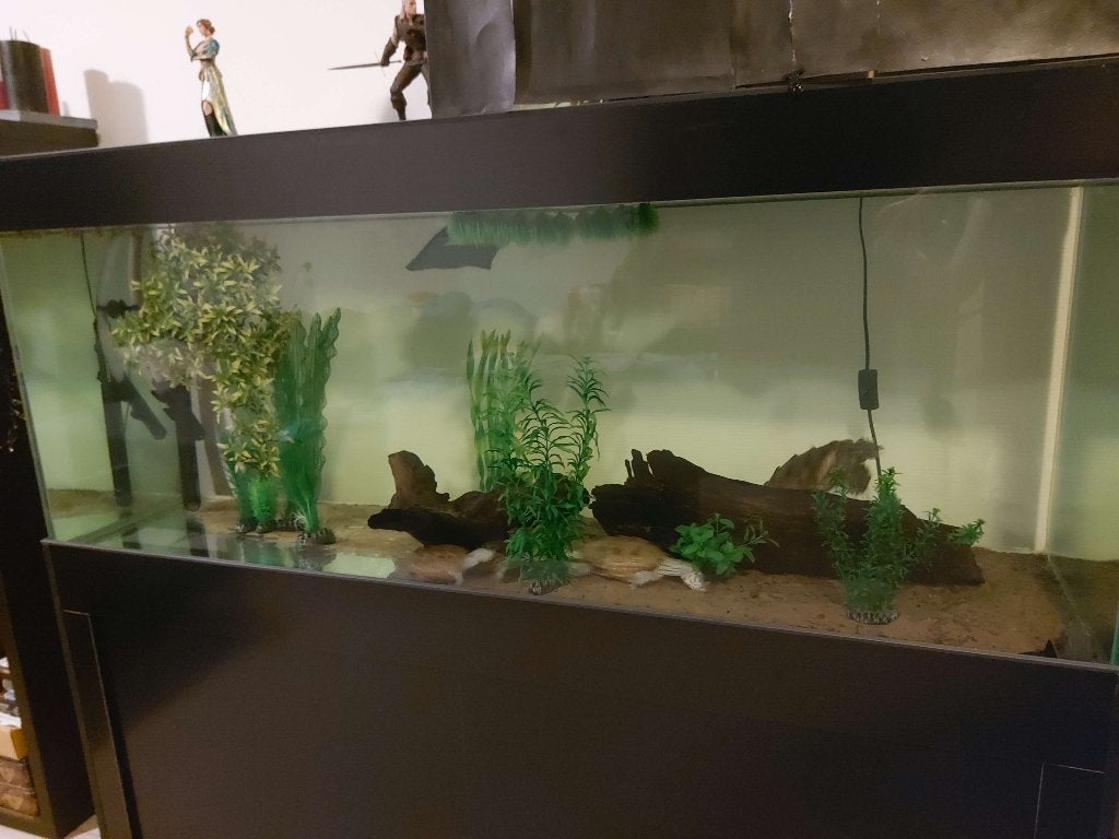 schildpadden met eventueel set up, Dieren en Toebehoren, Schildpad, Met terrarium, 7 tot 10 jaar