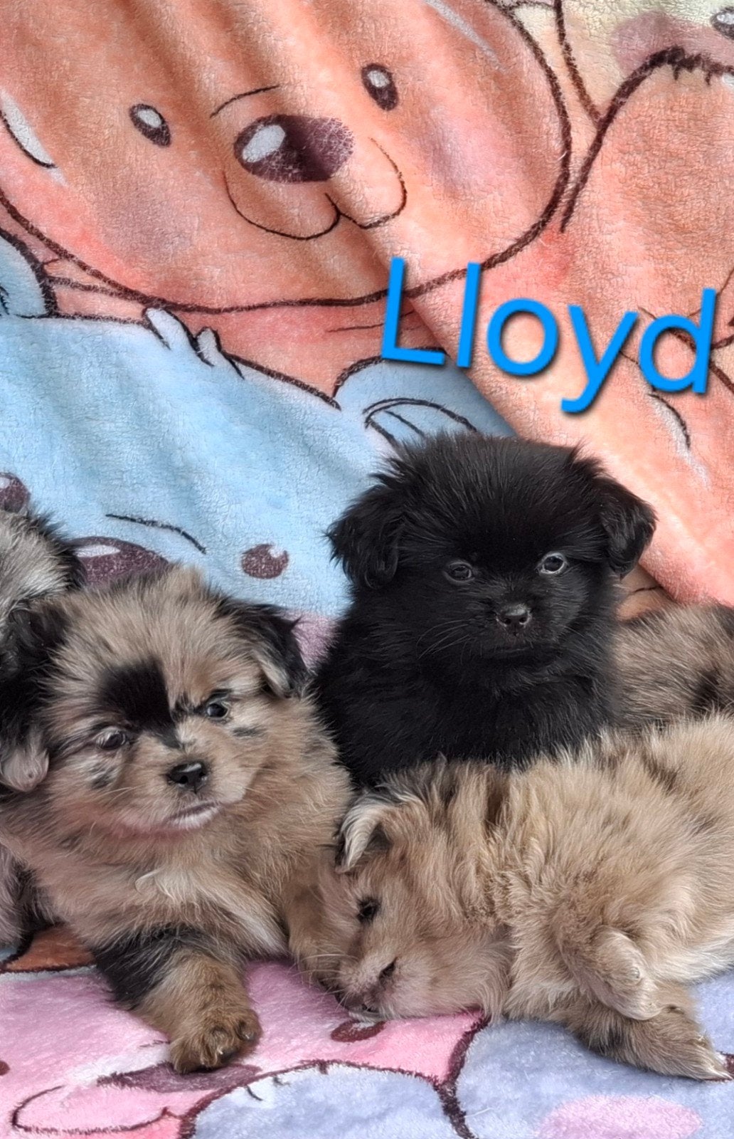 prachtige unieke Shiranian F1 pup reu (Shih Tzu x Pomeriaan), Dieren en Toebehoren, Reu, 8 tot 15 weken, Eén hond, Klein