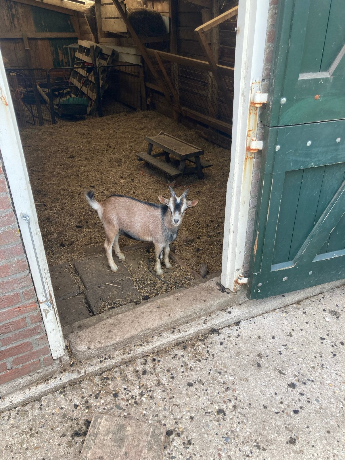 Dekbok dwerggeit te huur, Dieren en Toebehoren, Mannelijk, Geit, 0 tot 2 jaar
