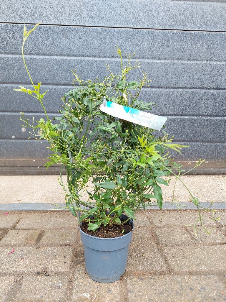 Jasminum Polyanthum - Geurende Jasmijn H: 48 cm., Ophalen, Vaste plant, Halfschaduw, Klimplanten