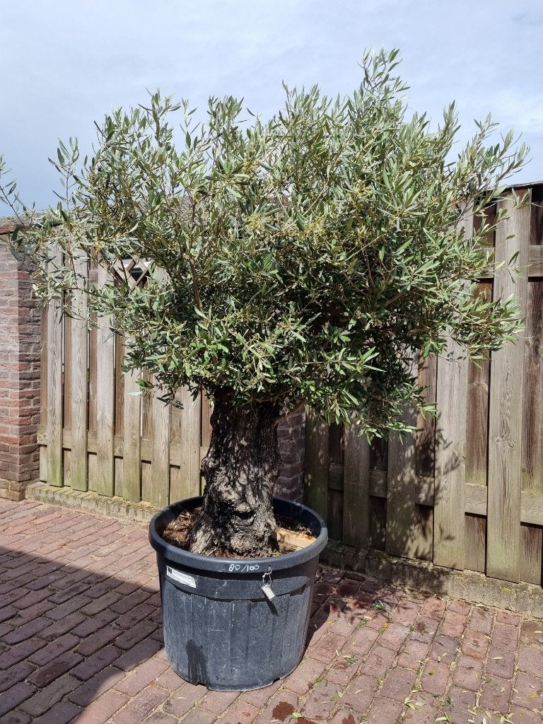   PALMBOMEN, OLIJFBOMEN & ANDERE MEDITERRANE BOMEN  PLANTEN., Tuin en Terras, Planten | Bomen, Olijfboom, 100 tot 250 cm, Volle zon