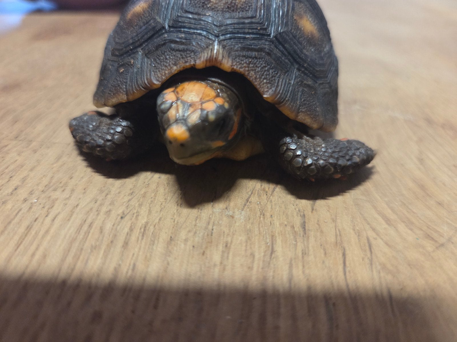 kolenbrander landschildpad Tortoise - unknown for sale from Stephanie