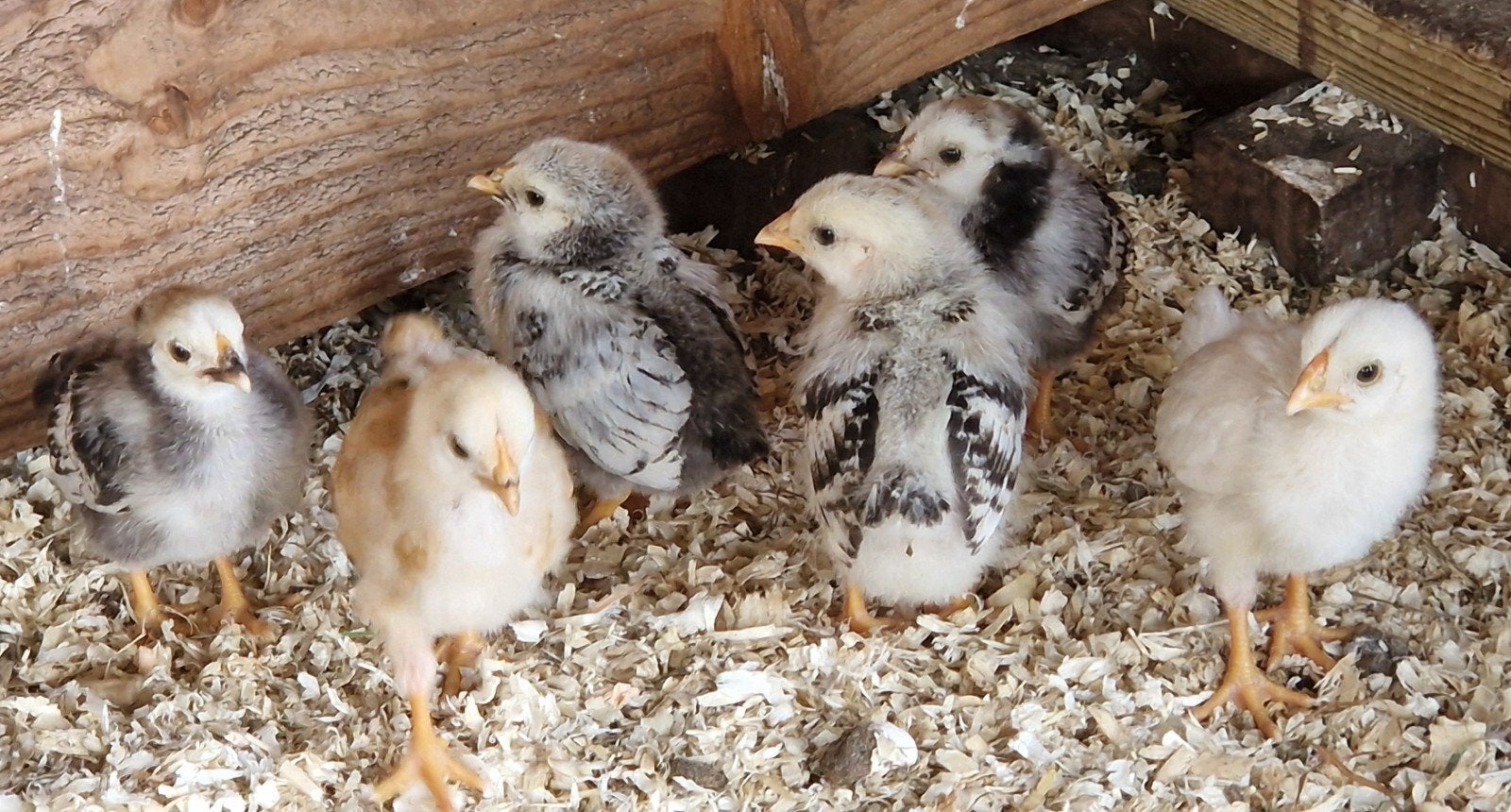 Broedeieren Wyandotte  krielkippen., Dieren en Toebehoren, Pluimvee, Geslacht onbekend, Kip