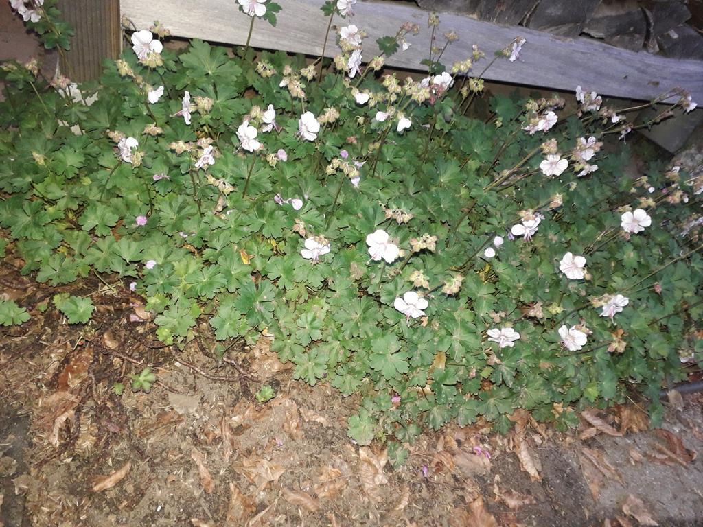 Geraniums ooievaarsbek lichtroze, Ophalen, Overige soorten, Minder dan 100 cm