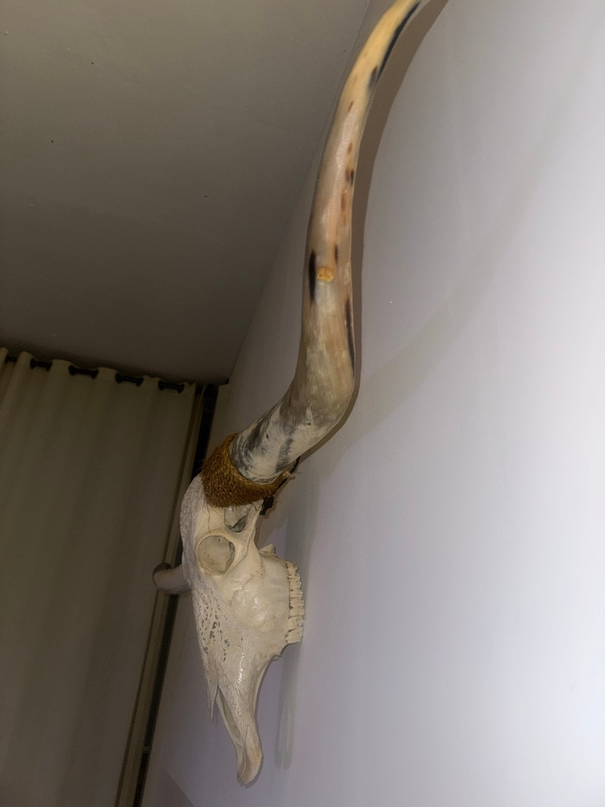 Texas Longhorn schedel uit Bali, Verzamelen, Ophalen, Gebruikt, Schedel