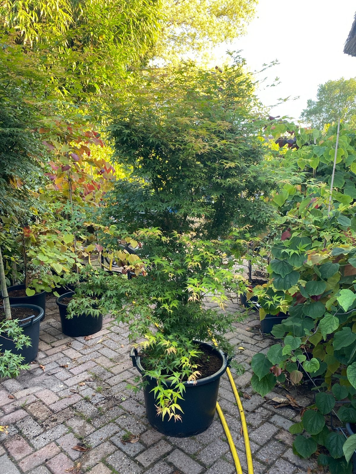 Japanse Esdoorn 'Katsura' - 1.70m hoog, Tuin en Terras, Planten | Tuinplanten, Vaste plant, Bloeit niet, Halfschaduw, Ophalen