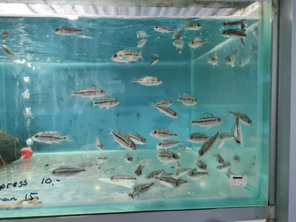 Protomelas Boadzulu Red Empress Malawi Cichliden, Dieren en Toebehoren, Vissen | Aquariumvissen, Vis, Zoetwatervis