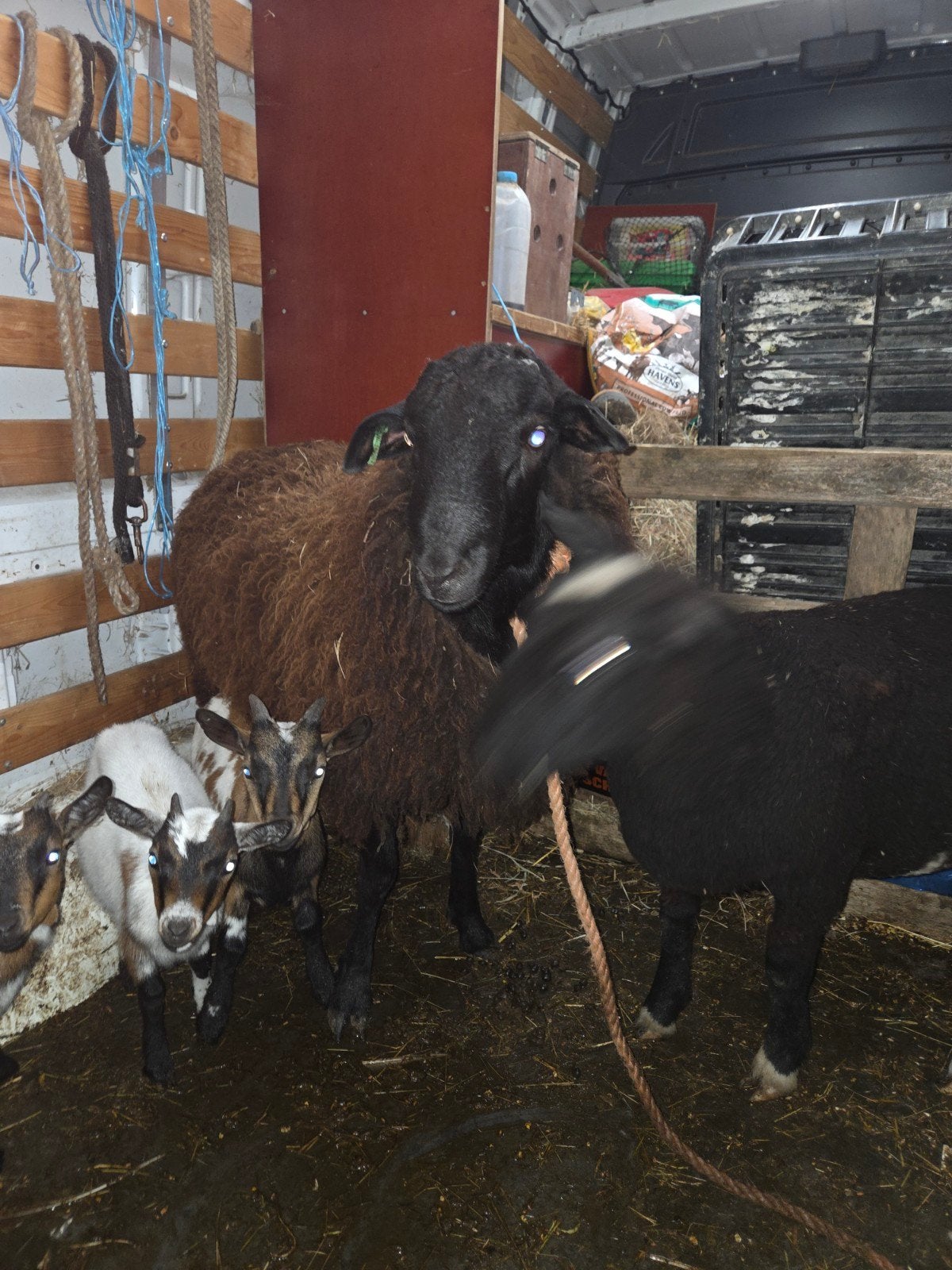 zware zwarte dekram, Mannelijk, Schaap