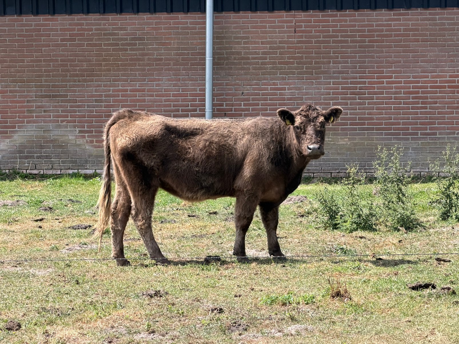 Galloway koe, Ophalen, Nieuw, Boerderijdier, Beeldje of Figuurtje