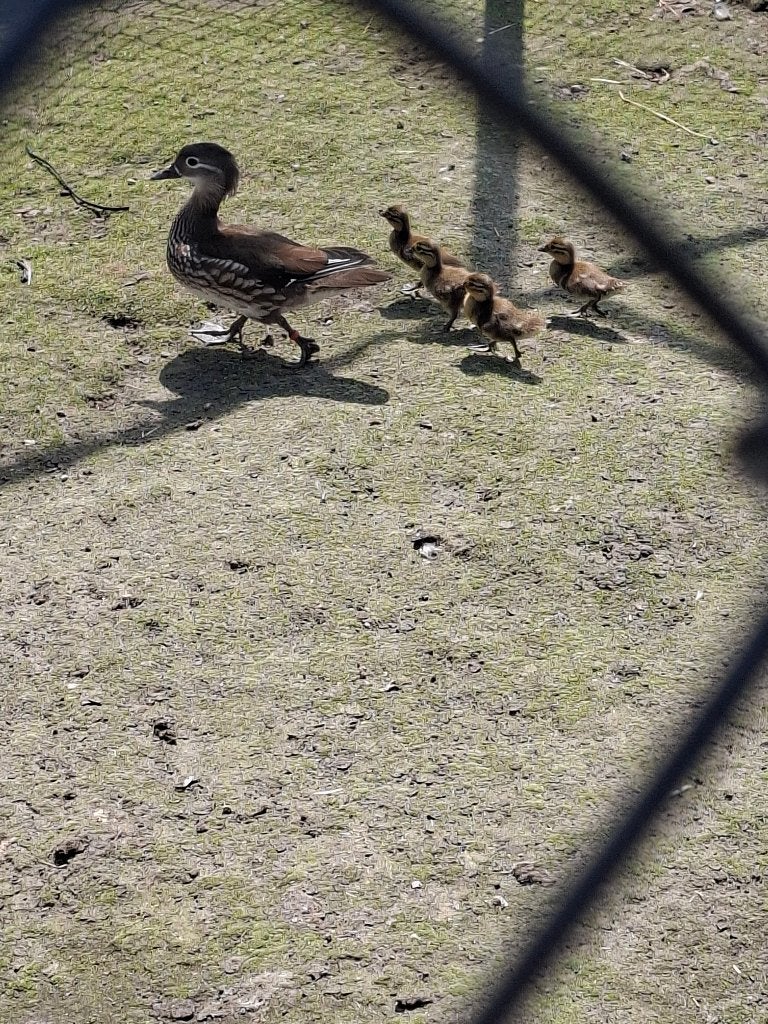 mandarijn wildkleur, Meerdere dieren, Eend