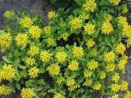 Sedum ellacombianum (Kruipend vetkruid), Bodembedekkers, Vaste plant, Ophalen of Verzenden, Halfschaduw
