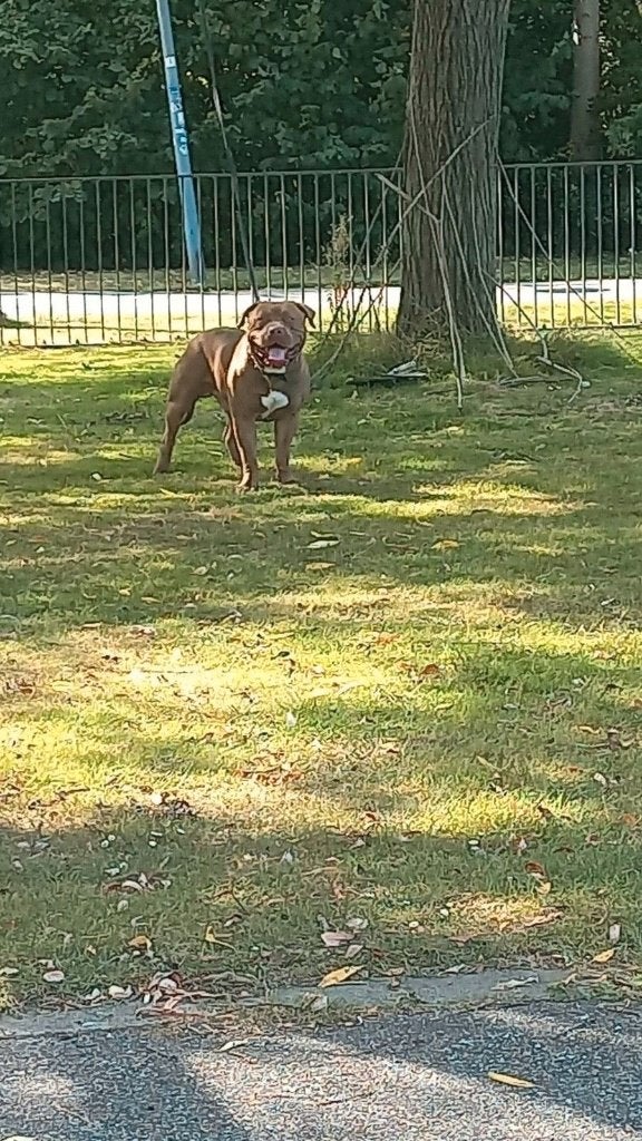 American Bully Dekreu, Dieren en Toebehoren, Reu, 1 tot 2 jaar, Parvo, Eén hond