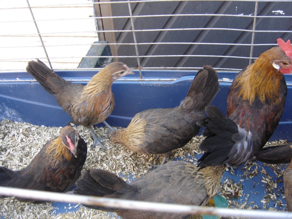 drentse   kreil   patrijs, Dieren en Toebehoren, Pluimvee, Meerdere dieren, Kip