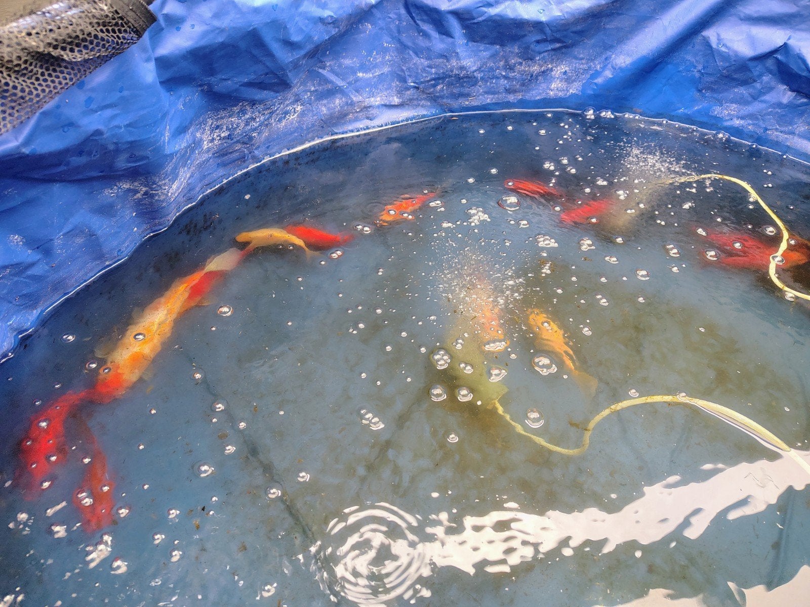 Agoudvissen 10 t/m 20 cm, Dieren en Toebehoren, Vissen | Vijvervissen, Karper of Koi