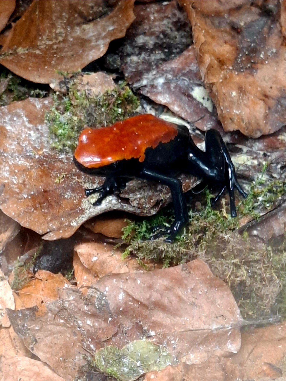 Adelphobates Galactonotus Red - pijlgifkikker, Dieren en Toebehoren, Reptielen en Amfibieën, Amfibie, 0 tot 2 jaar