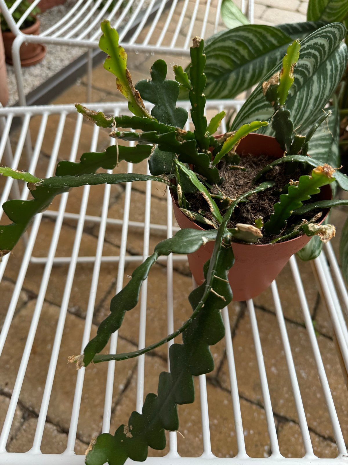 Zaagcactus Epiphyllum anguliger, Ophalen, Halfschaduw, Cactus, Minder dan 100 cm