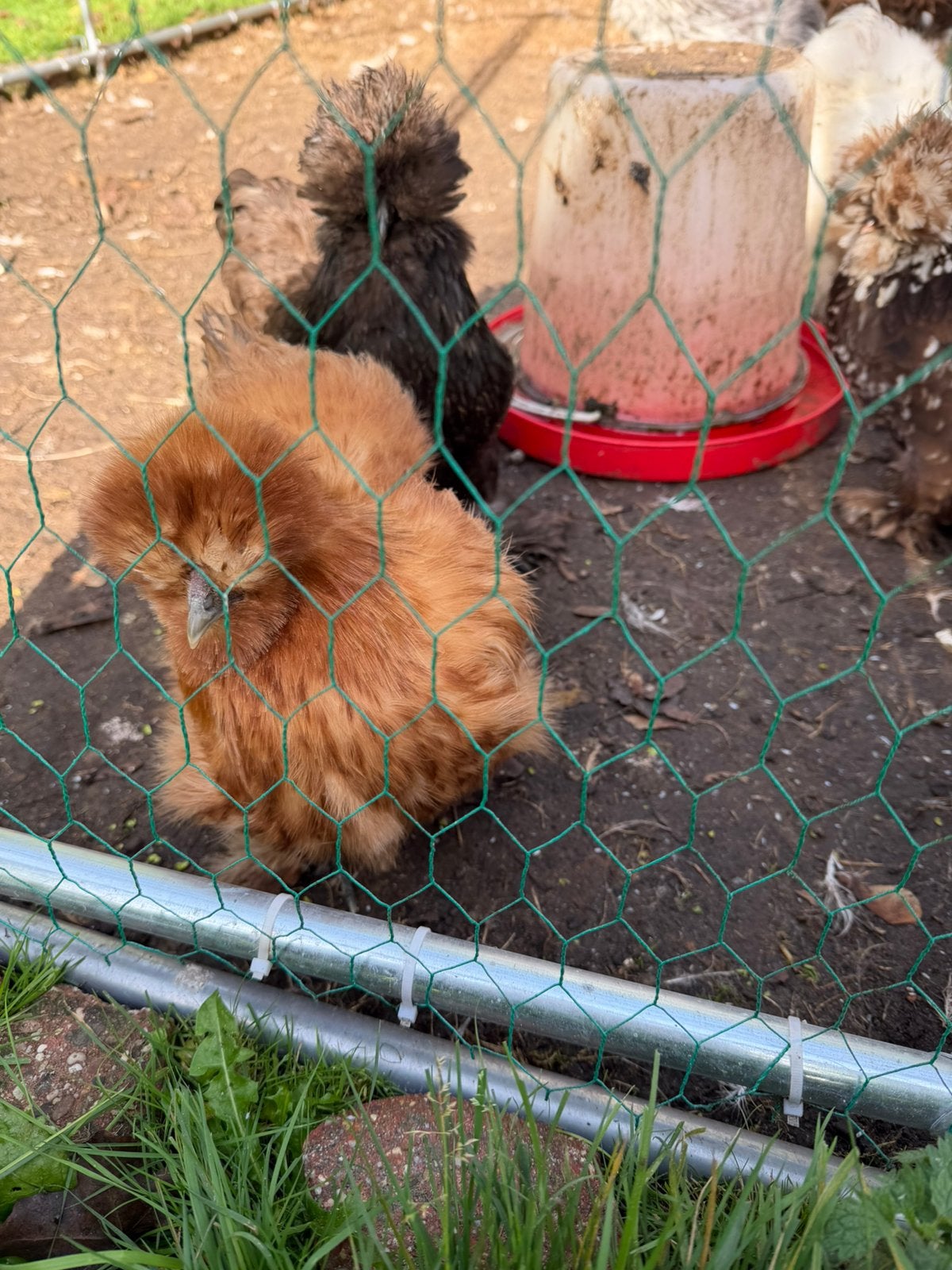 Broedeieren zijdehoenders, Dieren en Toebehoren, Meerdere dieren, Kip