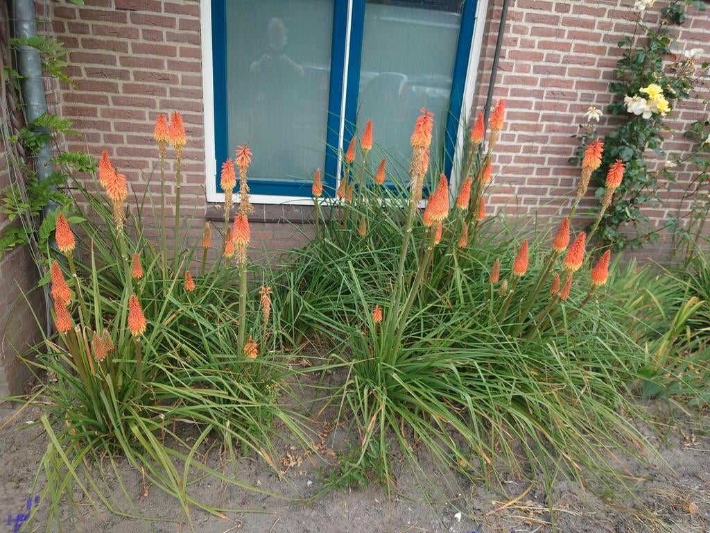 Kniphofia Alcazar grote pollen van meerdere planten, Tuin en Terras, Planten | Tuinplanten, Overige soorten, Volle zon, Ophalen