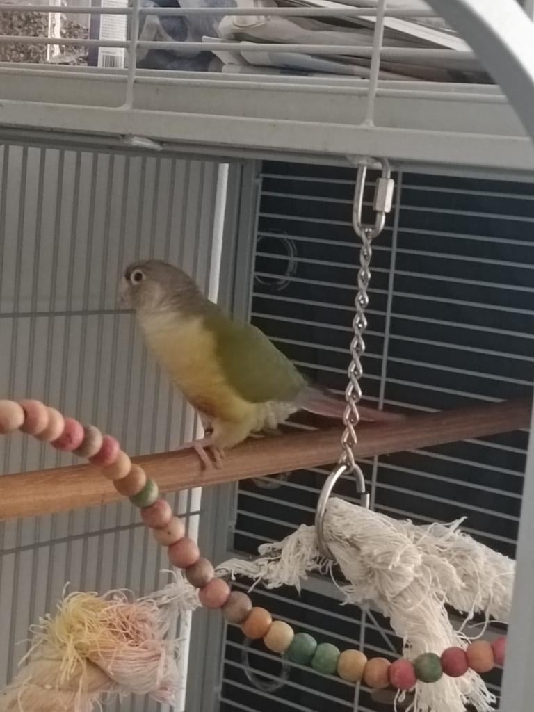 2 pyrrhura vogels M/V + Grote kooi, Dieren en Toebehoren, Meerdere dieren