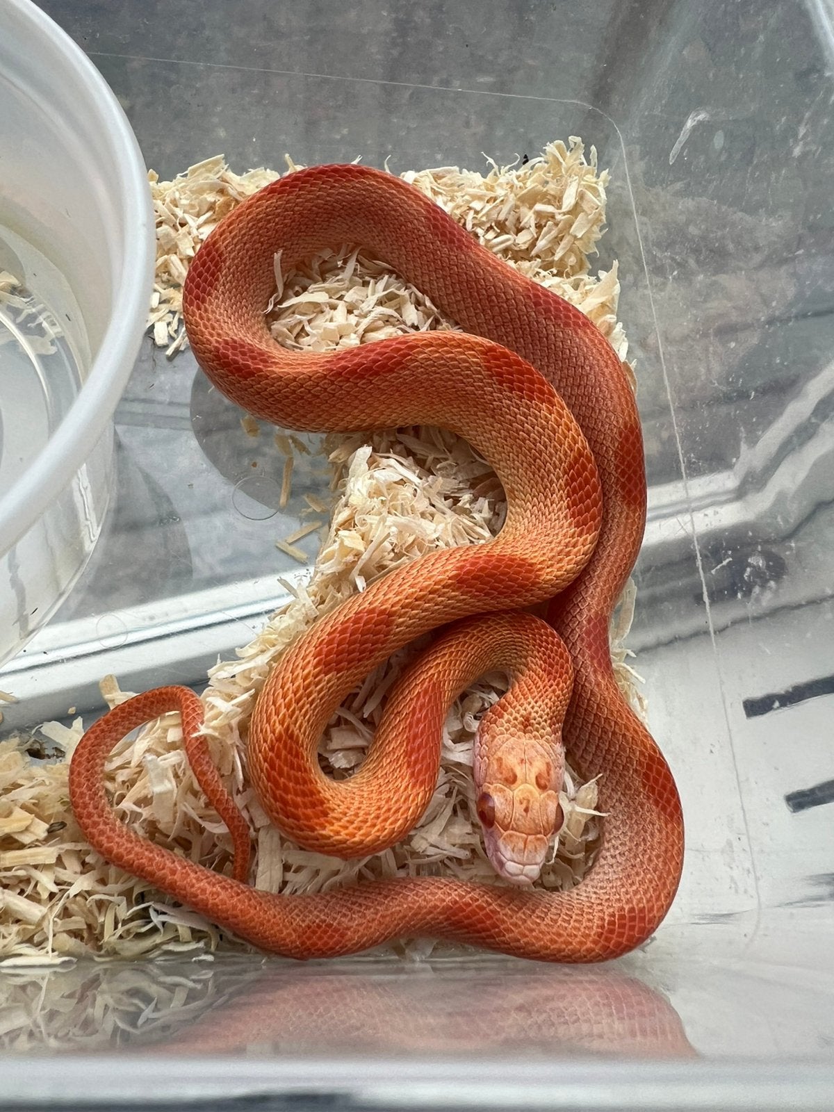 Rattenslangen 2025 Rat Snake photo 5