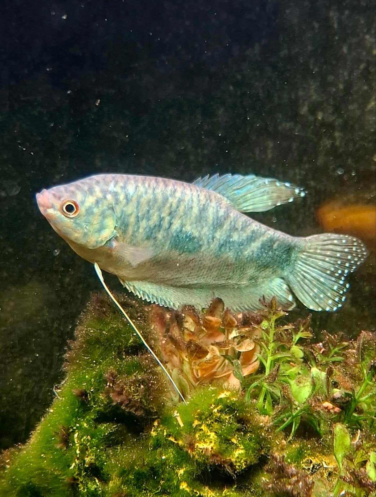 koppel marmergourami, man en vrouw, Dieren en Toebehoren, Vis