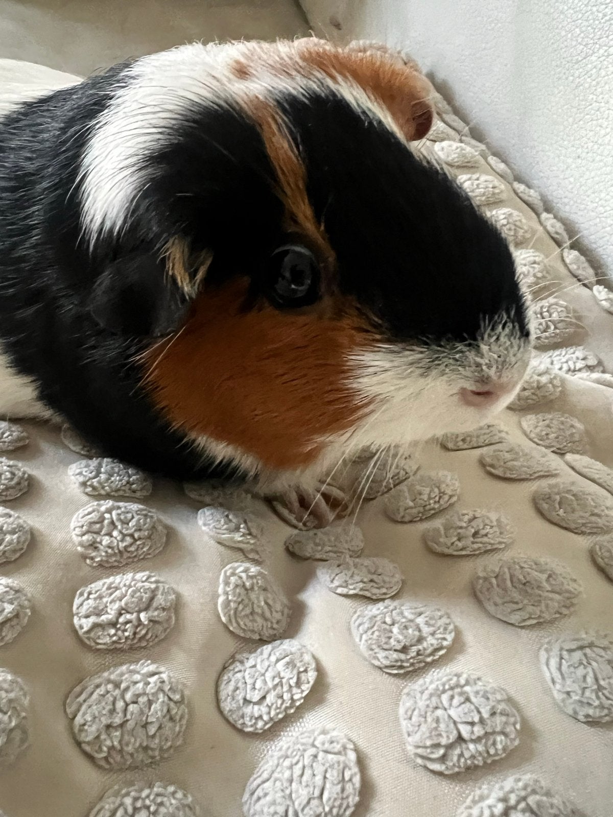 Twee cavias inclusief kooi en toebehoren, Dieren en Toebehoren, Cavia, Juli, Vrouwelijk, Tam
