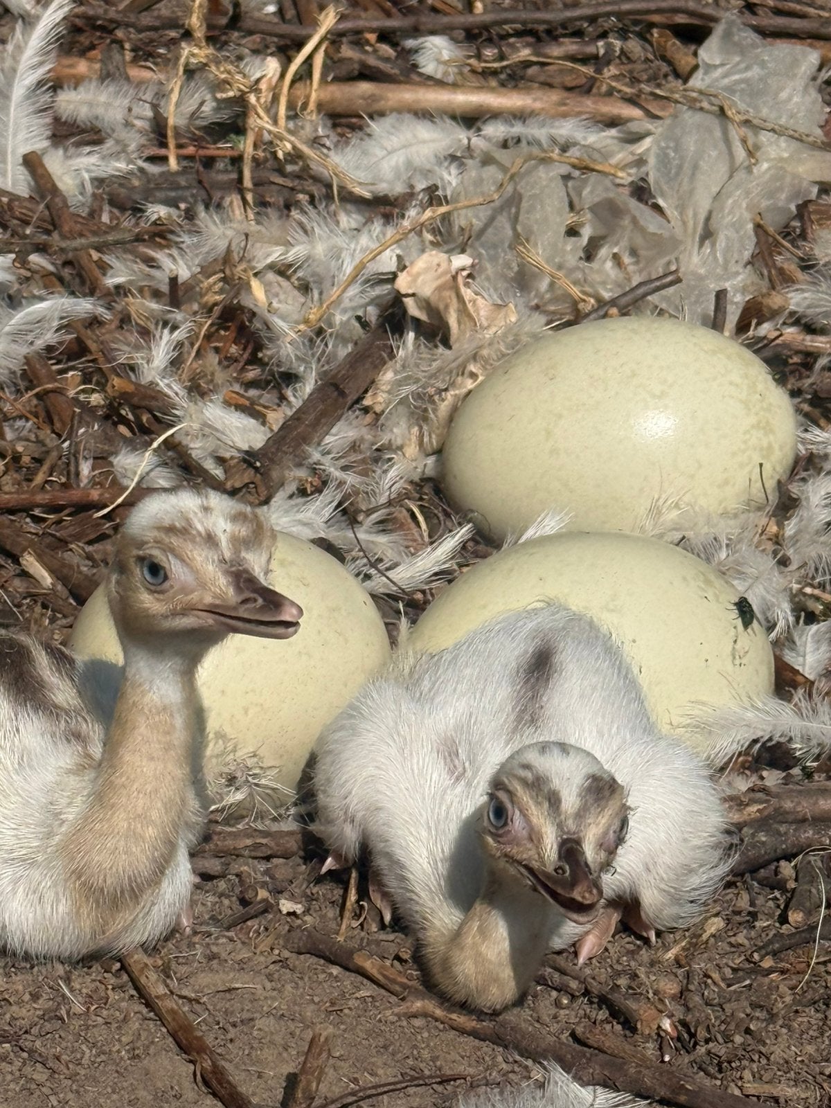 Nandoe kuikens, Meerdere dieren, Kip