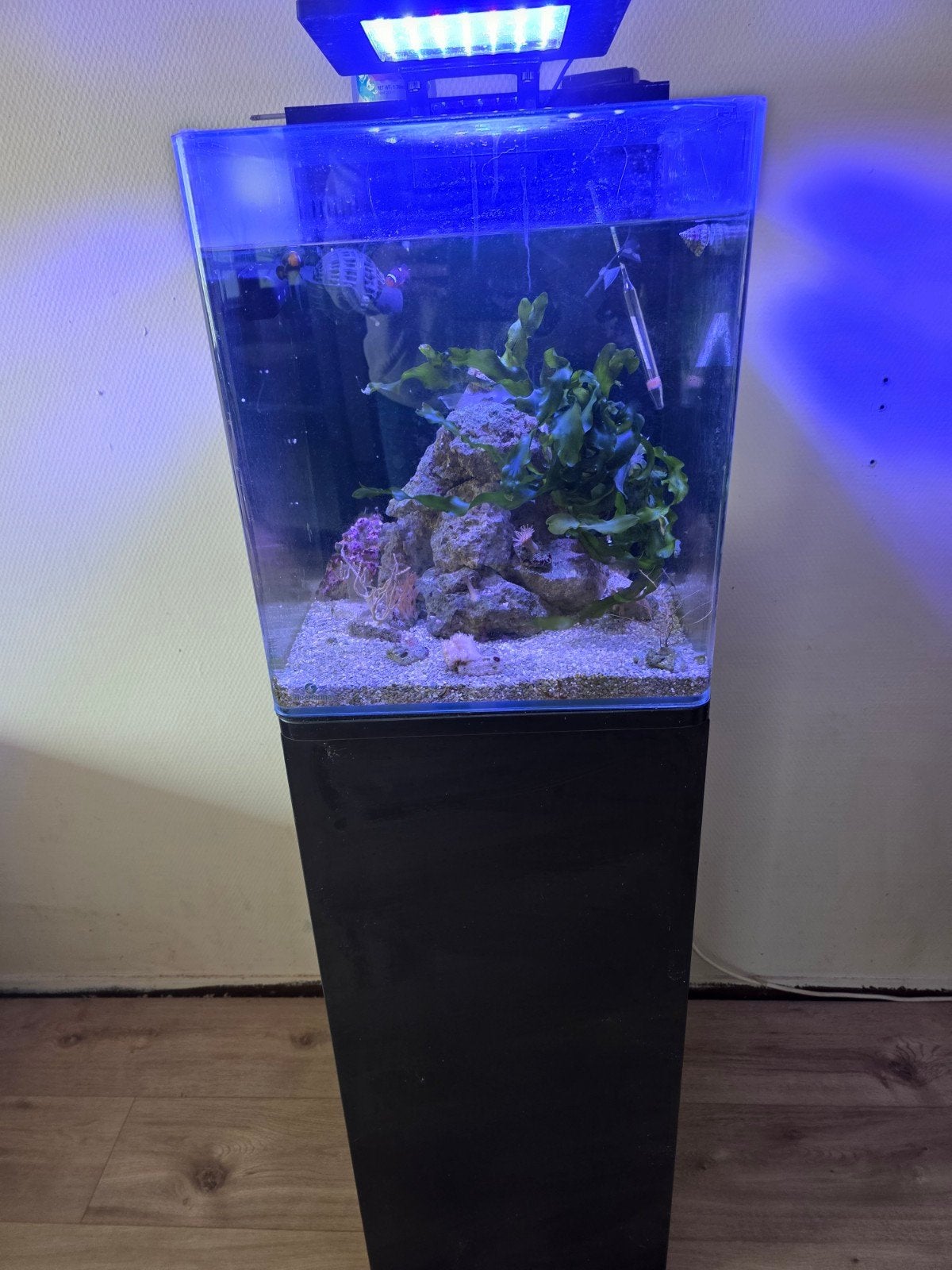 compleet draaiend zeeaquarium, Dieren en Toebehoren, Vissen | Aquaria en Toebehoren, Ophalen, Verwarming, Gevuld zeewateraquarium