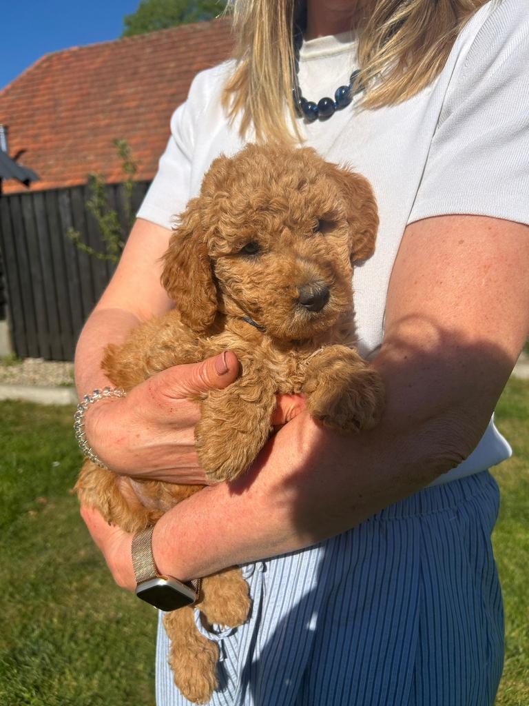 nog 3 schattige bruine Labradoodle x Australian Labra Doodle, 8 tot 15 weken, Parvo, Meerdere, Meerdere dieren