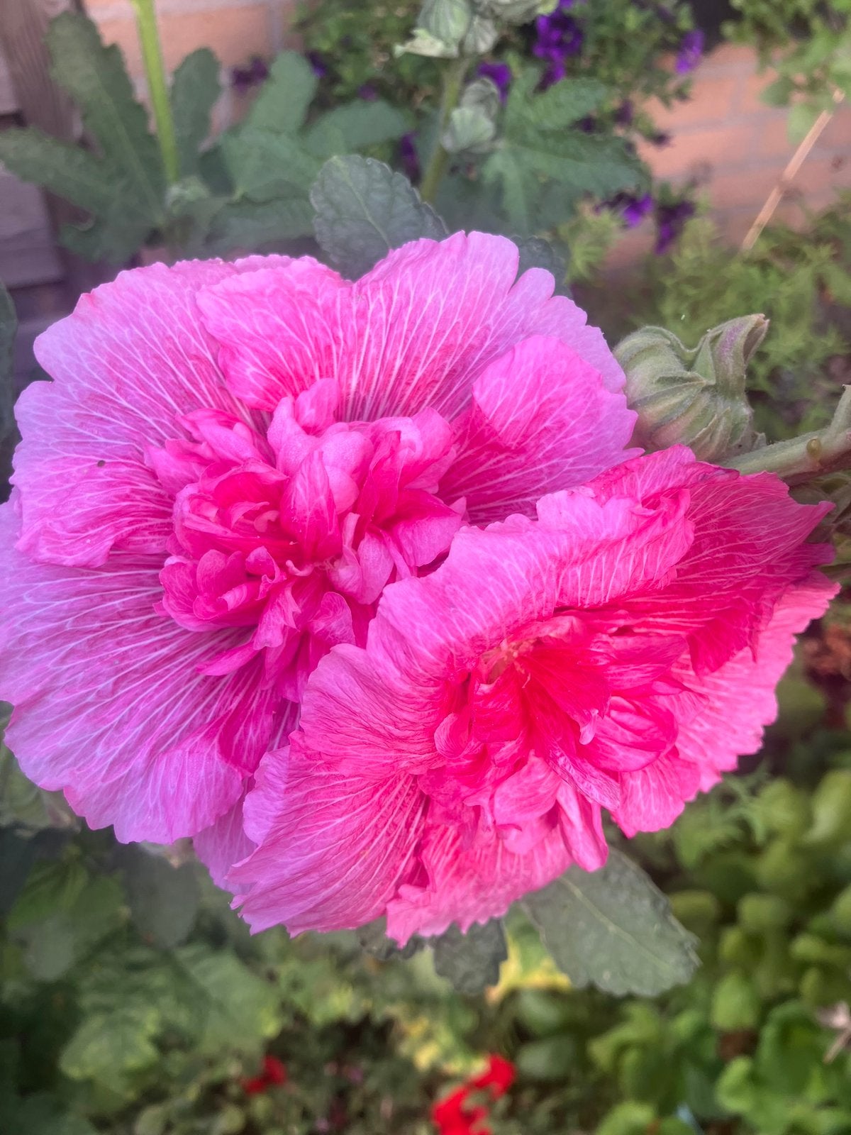 Stokroos Pink ‘N’ Dreams Dubbelbloemige Alcea 100 zaden., Tuin en Terras, Verzenden, Volle zon