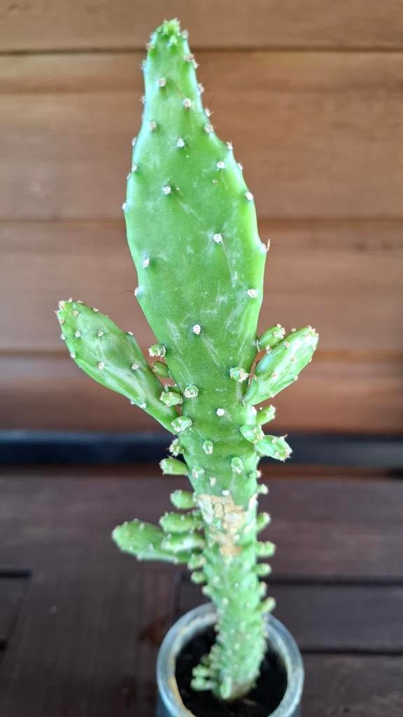Cactus opuntia  (schijfcacyus) stekje 22 cm, Huis en Inrichting, Kamerplanten, Ophalen, Cactus, Minder dan 100 cm, Volle zon