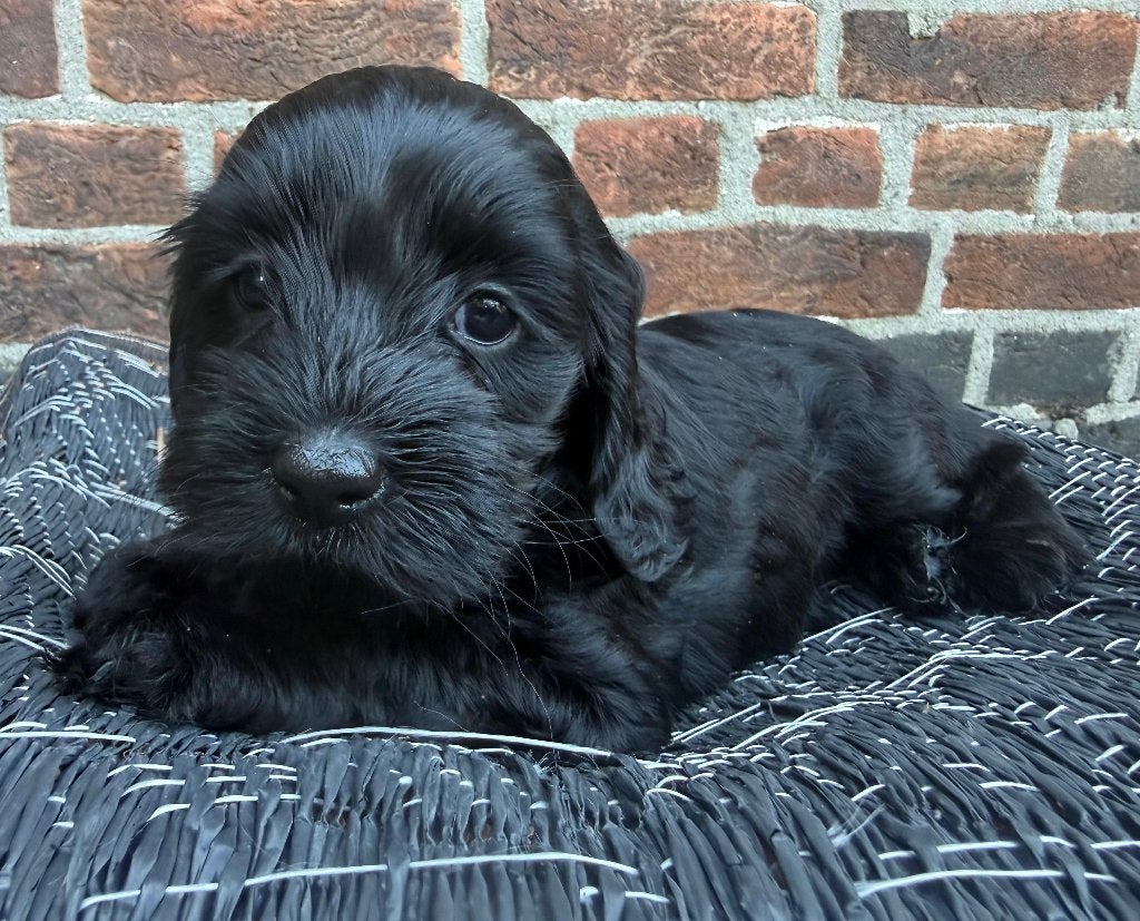 Australian Labradoodle pups | WALA stamboom, Overige rassen, 8 tot 15 weken, Meerdere, Meerdere dieren