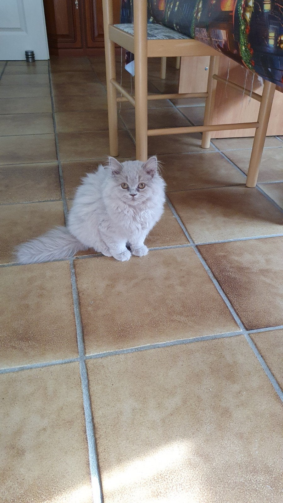Brits/Britse laanghaar kittens meisje met stamboom, Poes, Met stamboom