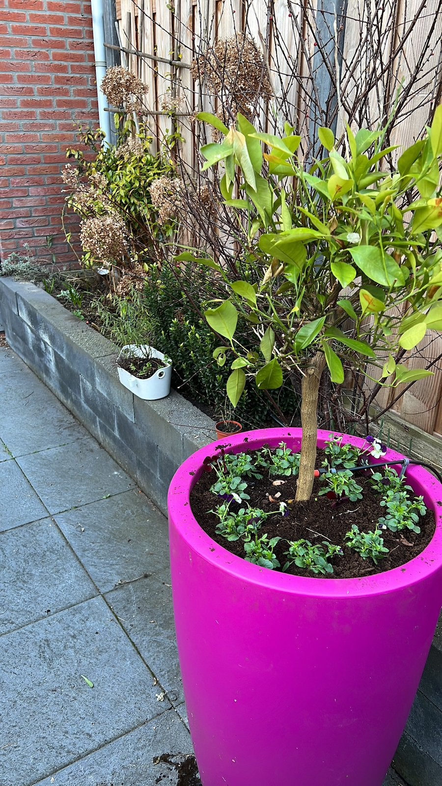 Elho L Design plantenpot – Fuchsia – ca. 90 hoog, Ophalen, Kunststof, Gebruikt, 100 cm of meer