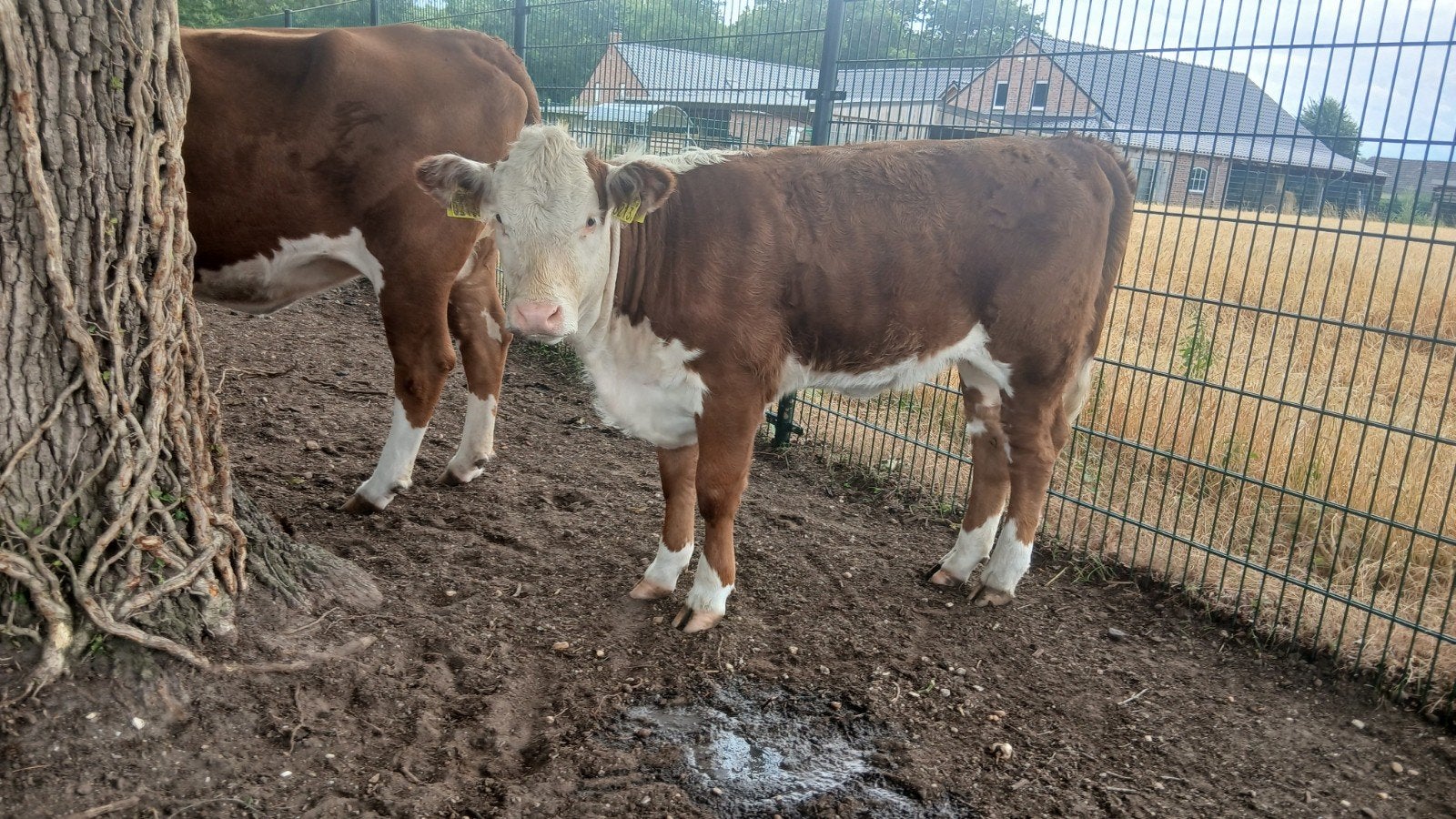 hereford vaars en stierkalf stier, Dieren en Toebehoren, Runderen, Meerdere dieren, 0 tot 2 jaar