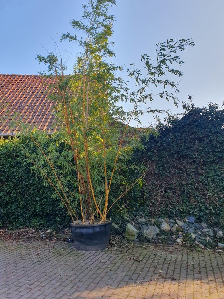 Grote bamboeplant in pot - Ideaal voor privacy, Tuin en Terras, Ophalen, Volle zon, Vaste plant, Siergrassen